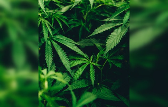 Houston Ranked Among Worst Cities for Cannabis Lovers, According to New Report
