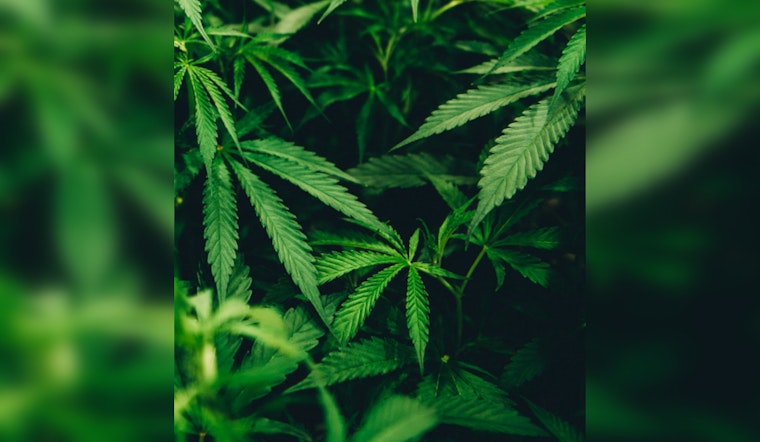 Houston Ranked Among Worst Cities for Cannabis Lovers, According to New Report