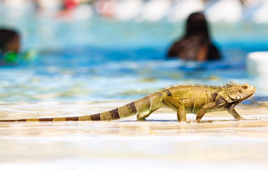 Iguana Lays 30 Eggs in Miami-Dade Resort Pool, Gets Stuck in Water Slide