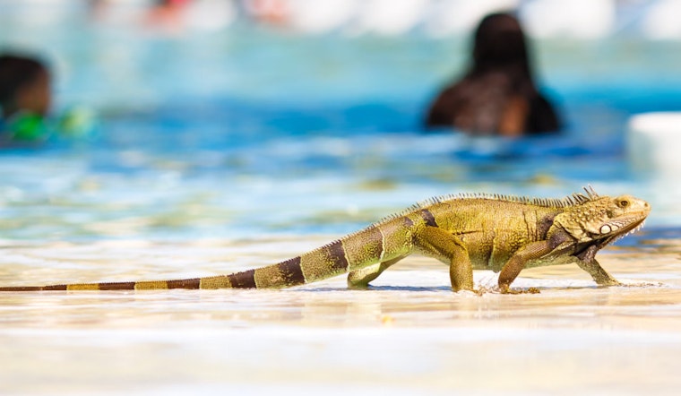 Iguana Lays 30 Eggs in Miami-Dade Resort Pool, Gets Stuck in Water Slide