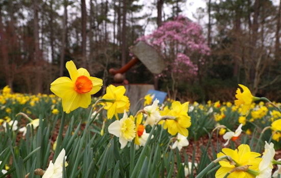 Kennesaw's 'Art Blooms' Showcases Fusion of Spring Flowers and Local Art at Smith-Gilbert Gardens
