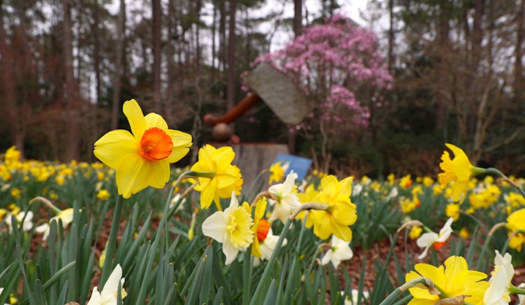 Kennesaw's 'Art Blooms' Showcases Fusion of Spring Flowers and Local Art at Smith-Gilbert Gardens