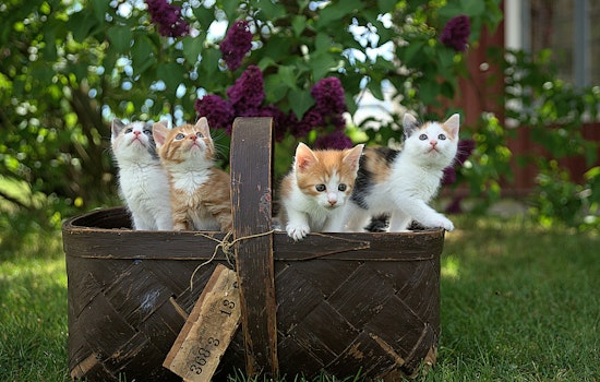 Los Angeles Advises Caution Before Rescuing Kittens to Avoid Unnecessary Separation from Mothers