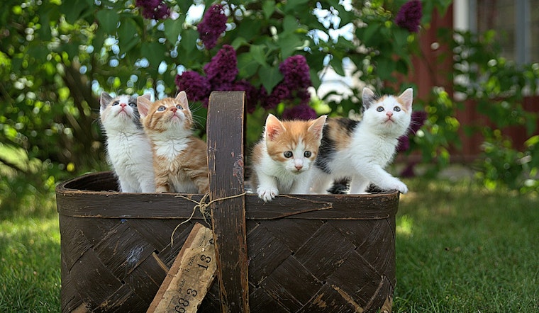 Los Angeles Advises Caution Before Rescuing Kittens to Avoid Unnecessary Separation from Mothers