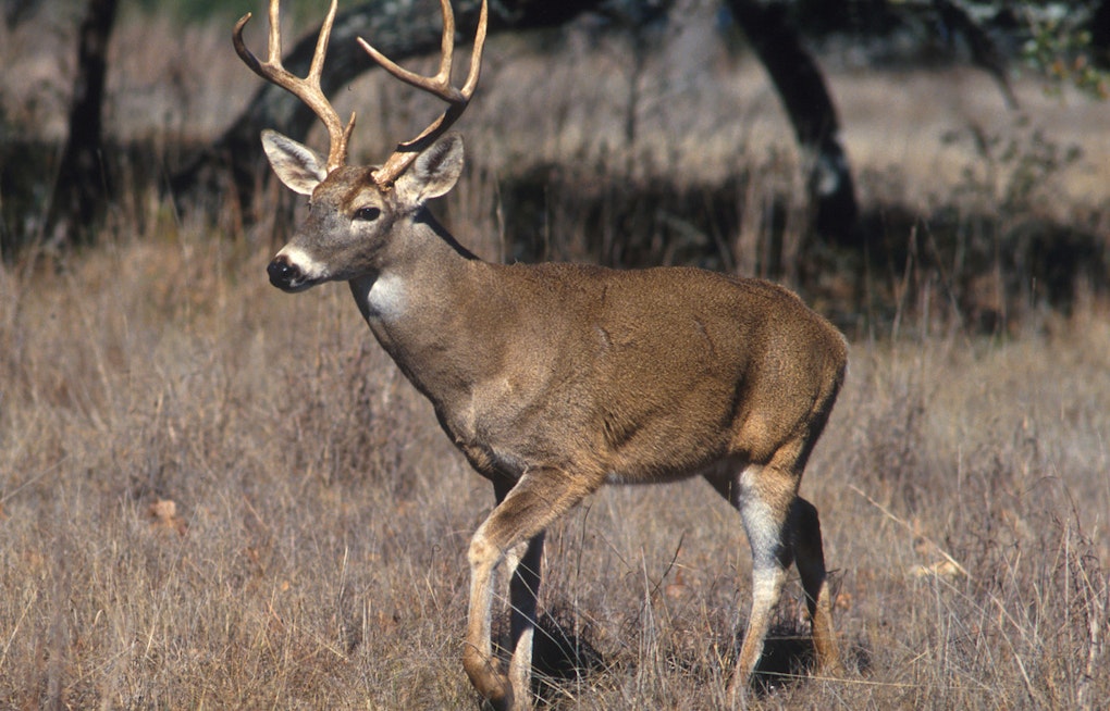 Los Angeles County Board Slams Catalina Deer Culling Plan, Encourages Humane Alternatives