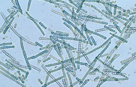 Los Angeles County Public Health Issues Warnings for Beach Water Use Due to High Bacteria Levels