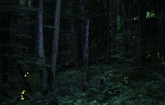 Lottery Opens for Spectacle of Synchronous Fireflies in the Great Smoky Mountains