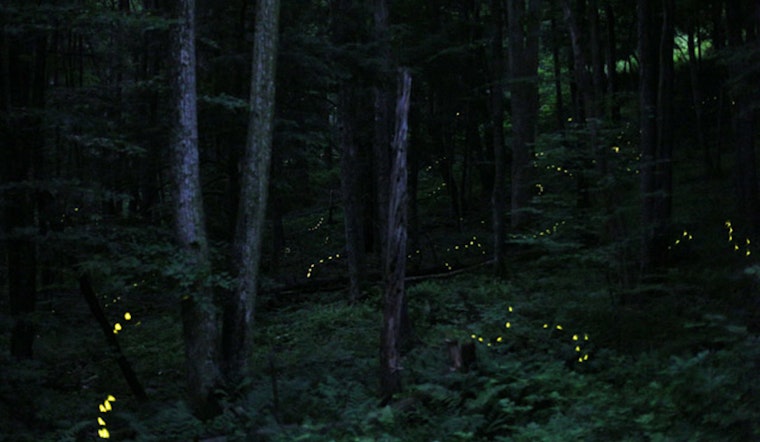 Lottery Opens for Spectacle of Synchronous Fireflies in the Great Smoky Mountains