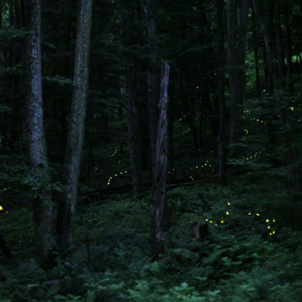 Lottery Opens for Spectacle of Synchronous Fireflies in the Great Smoky Mountains