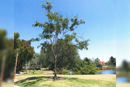 Manhattan Beach's Polliwog Park to Undergo Green Revamp with 78 Trees Despite Removal of Diseased Specimens