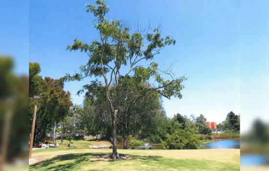 Manhattan Beach's Polliwog Park to Undergo Green Revamp with 78 Trees Despite Removal of Diseased Specimens