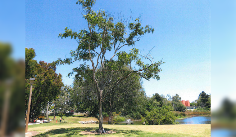 Manhattan Beach's Polliwog Park to Undergo Green Revamp with 78 Trees Despite Removal of Diseased Specimens