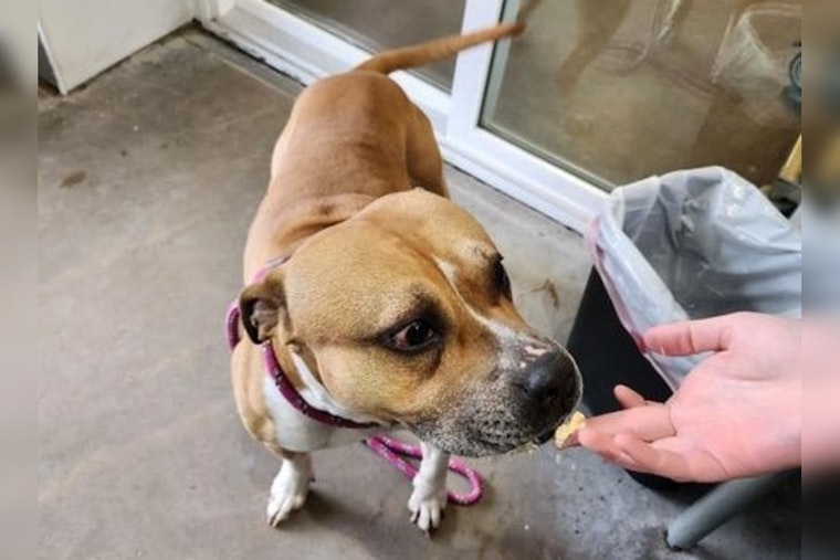 Mankato Residents and Officials Seek Owner of Friendly Stray Pit Bull Mix Found in Country Club Estates