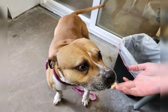 Mankato Residents and Officials Seek Owner of Friendly Stray Pit Bull Mix Found in Country Club Estates