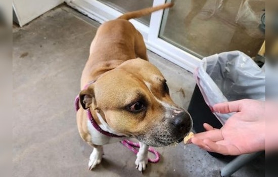 Mankato Residents and Officials Seek Owner of Friendly Stray Pit Bull Mix Found in Country Club Estates