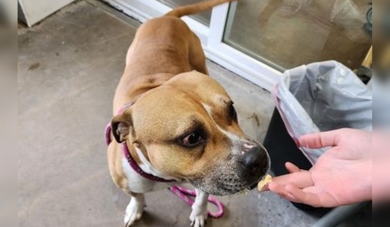 Mankato Residents and Officials Seek Owner of Friendly Stray Pit Bull Mix Found in Country Club Estates