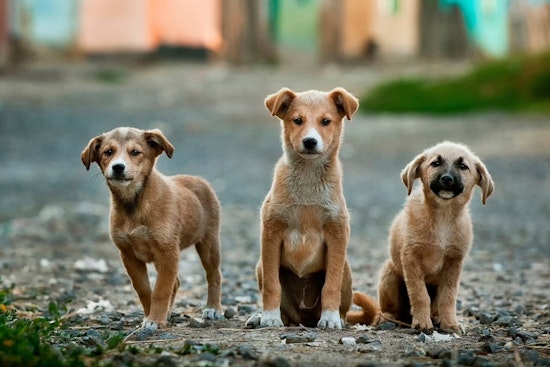 Massachusetts Police Dispel Rumors of Intentional Dog Poisonings in Moseley Woods