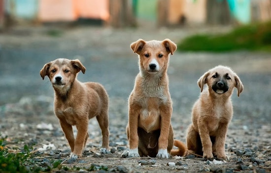 Massachusetts Police Dispel Rumors of Intentional Dog Poisonings in Moseley Woods