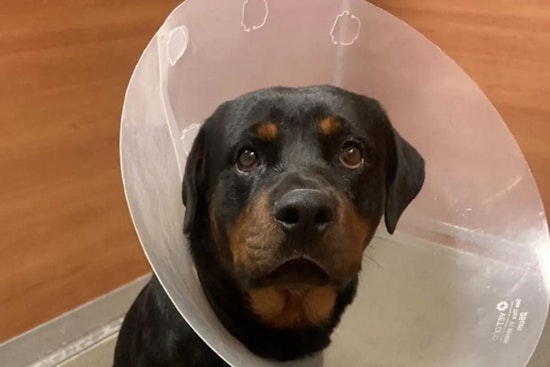 Miami Community Rallies to Fund Surgery for Rottweiler Shot Outside Home