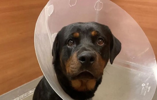 Miami Community Rallies to Fund Surgery for Rottweiler Shot Outside Home