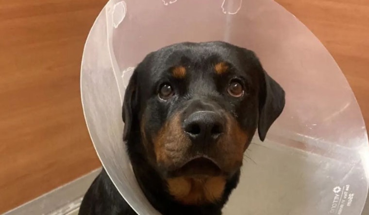 Miami Community Rallies to Fund Surgery for Rottweiler Shot Outside Home