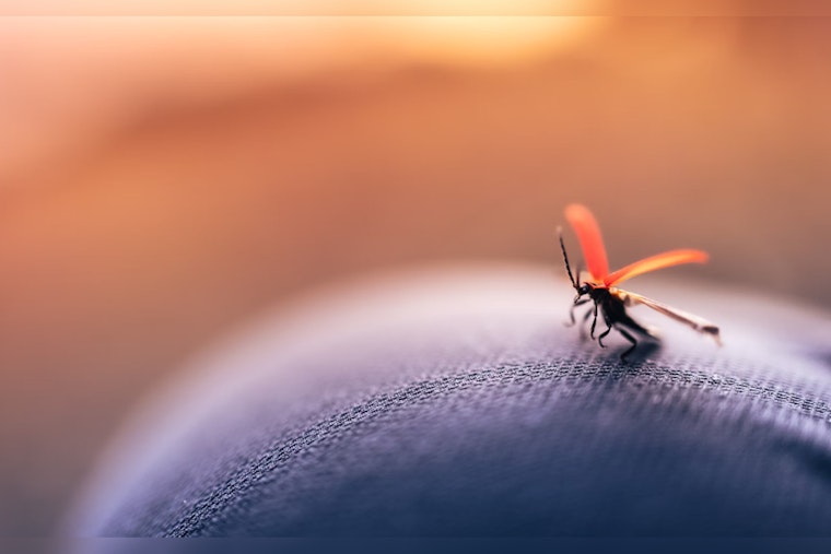 Miami-Dade County Steps Up Mosquito Control Efforts as Spring Arrives