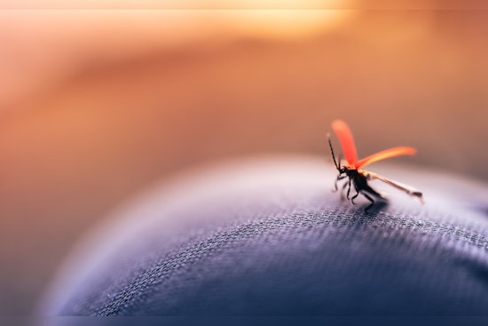 Miami-Dade County Steps Up Mosquito Control Efforts as Spring Arrives
