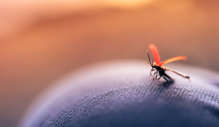 Miami-Dade County Steps Up Mosquito Control Efforts as Spring Arrives