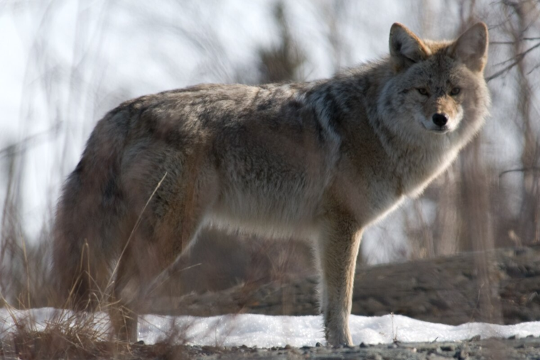 Michigan Conservation Groups Sue State Over Coyote Hunting Season Cutback