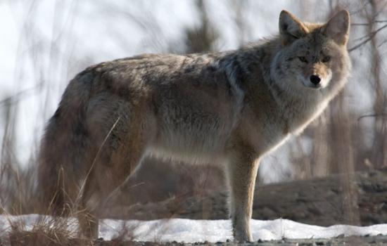 Michigan Conservation Groups Sue State Over Coyote Hunting Season Cutback