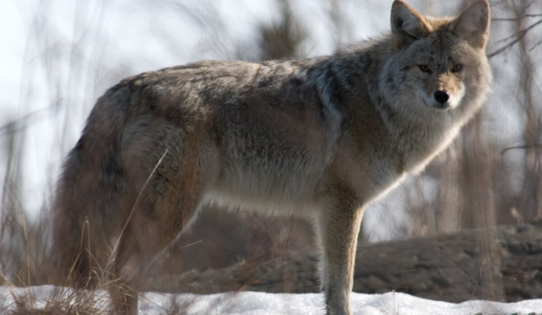 Michigan Conservation Groups Sue State Over Coyote Hunting Season Cutback