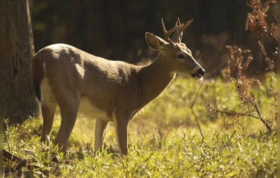 Michigan DNR Seeks Public Input on Deer Management Amidst Rising Population and Collisions