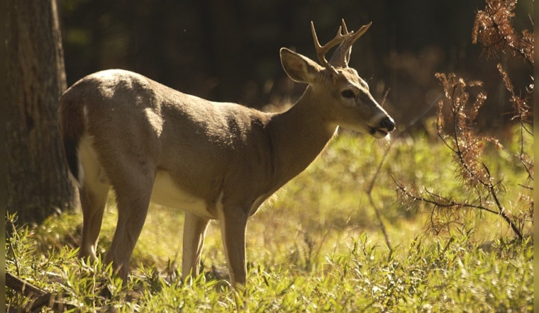 Michigan DNR Seeks Public Input on Deer Management Amidst Rising Population and Collisions