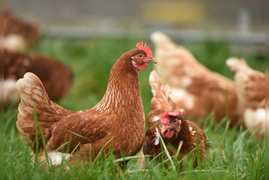 Michigan's Ionia County Faces First Bird Flu Outbreak, State Vets Urge Increased Farm Precautions