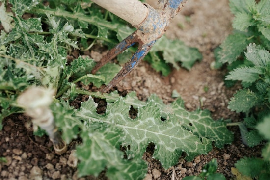 MIT and Singapore Researchers Unveil Plant Sensors for Real-Time Stress Detection, Boosting Crop Protection