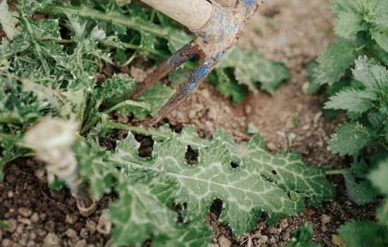 MIT and Singapore Researchers Unveil Plant Sensors for Real-Time Stress Detection, Boosting Crop Protection