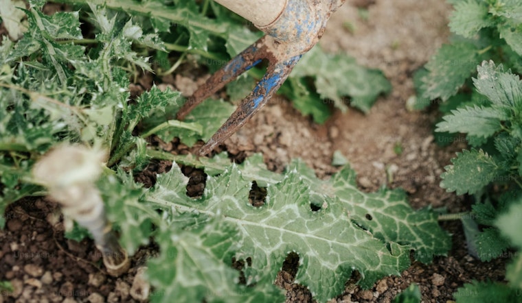 MIT and Singapore Researchers Unveil Plant Sensors for Real-Time Stress Detection, Boosting Crop Protection