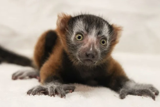 Nashville Zoo Celebrates Arrival of Helios, A Tiny Leap for Red Ruffed Lemur Conservation