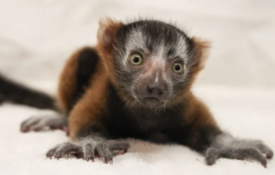 Nashville Zoo Celebrates Arrival of Helios, A Tiny Leap for Red Ruffed Lemur Conservation