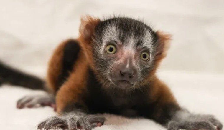 Nashville Zoo Celebrates Arrival of Helios, A Tiny Leap for Red Ruffed Lemur Conservation