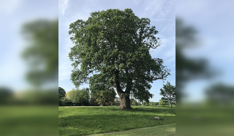 Oak Tree Owners Advised to Halt Pruning to Curb Spread of Oak Wilt Disease