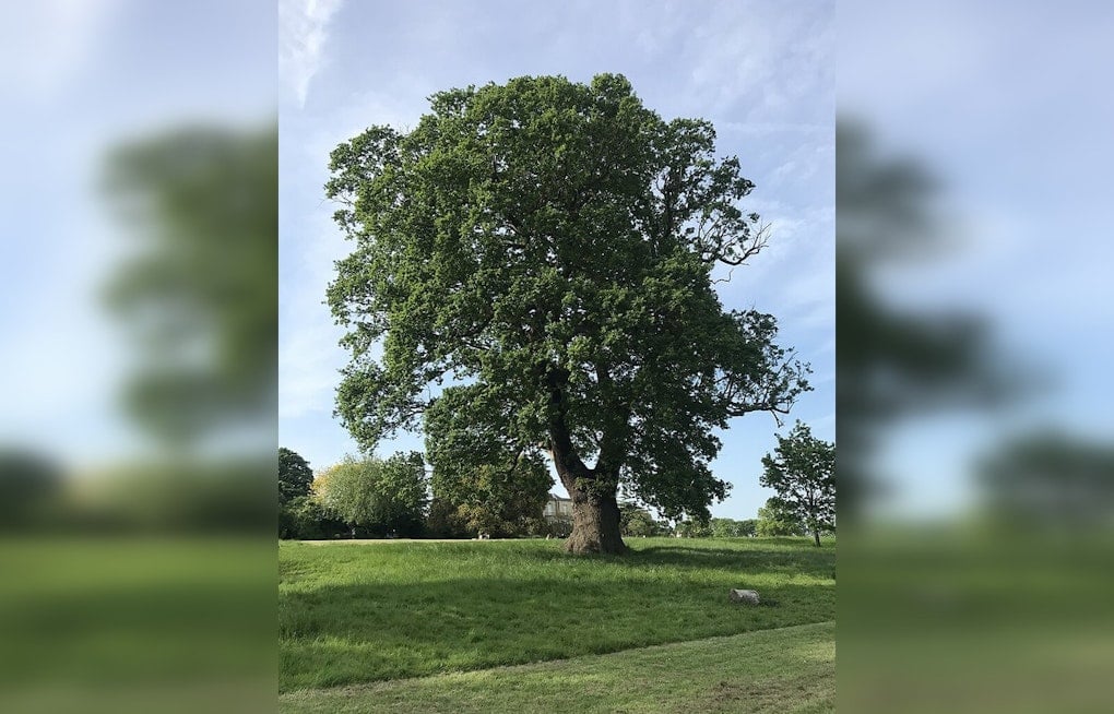 Oak Tree Owners Advised to Halt Pruning to Curb Spread of Oak Wilt Disease