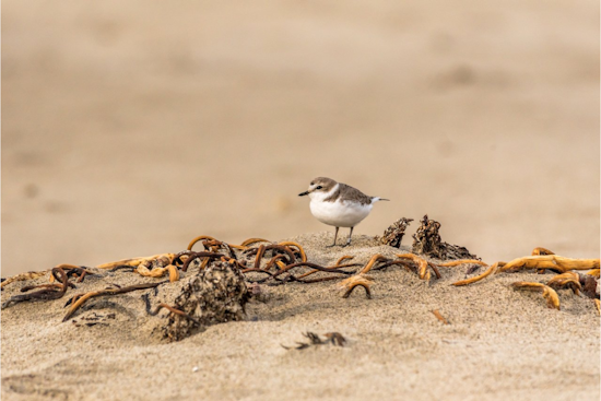 Oregon Calls on Beachgoers to Protect Endangered Plovers, Limits Activities Along 40-Mile Coastline
