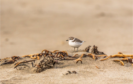 Oregon Calls on Beachgoers to Protect Endangered Plovers, Limits Activities Along 40-Mile Coastline
