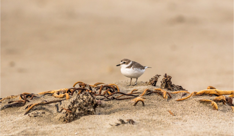 Oregon Calls on Beachgoers to Protect Endangered Plovers, Limits Activities Along 40-Mile Coastline