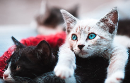 Portland Cat Tony "Scarface" Baloney Among Finalists in National Wacky Pet Name Contest