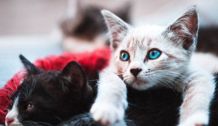 Portland Cat Tony "Scarface" Baloney Among Finalists in National Wacky Pet Name Contest