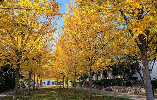 Portland Imposes Elm Tree Pruning Moratorium to Combat Dutch Elm Disease Spread