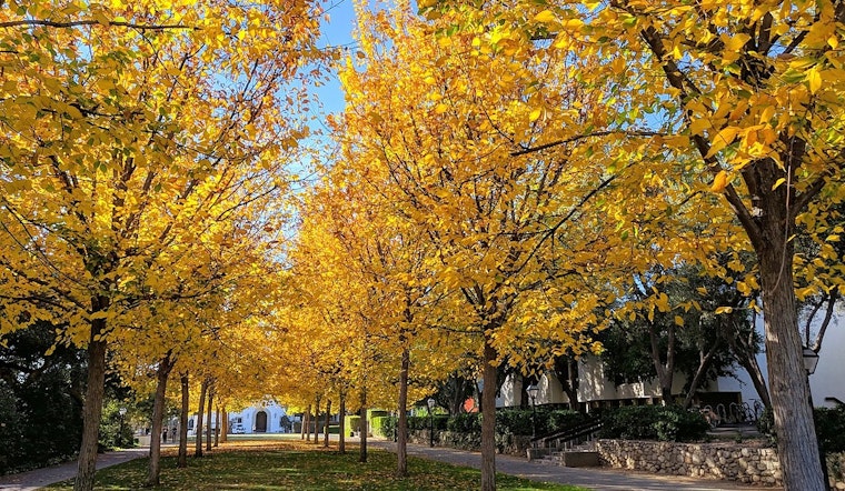 Portland Imposes Elm Tree Pruning Moratorium to Combat Dutch Elm Disease Spread