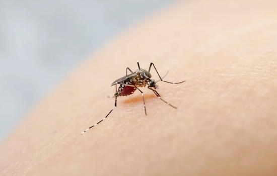 "Yellow Fever Mosquitoes" Found in San Jose, Spurring Eradication Efforts